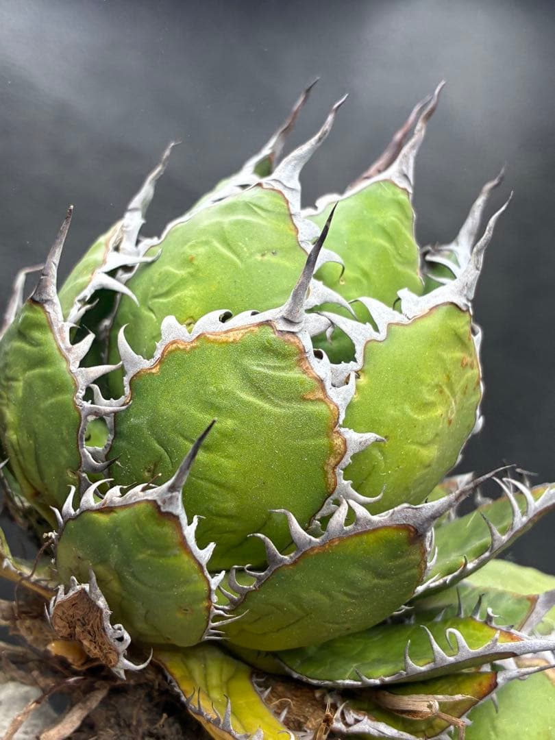 b*n様 アガベ ホリダ 極上株 極上強刺 球状株 Agave horrida