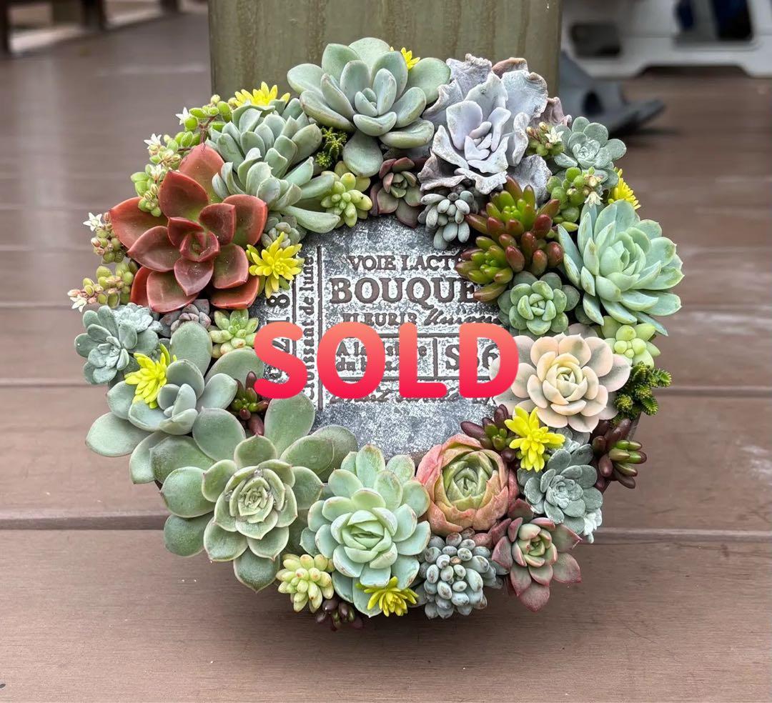 多肉植物 寄せ植え そのまま飾れる♡.*゜リース♡*°グレーNo.1