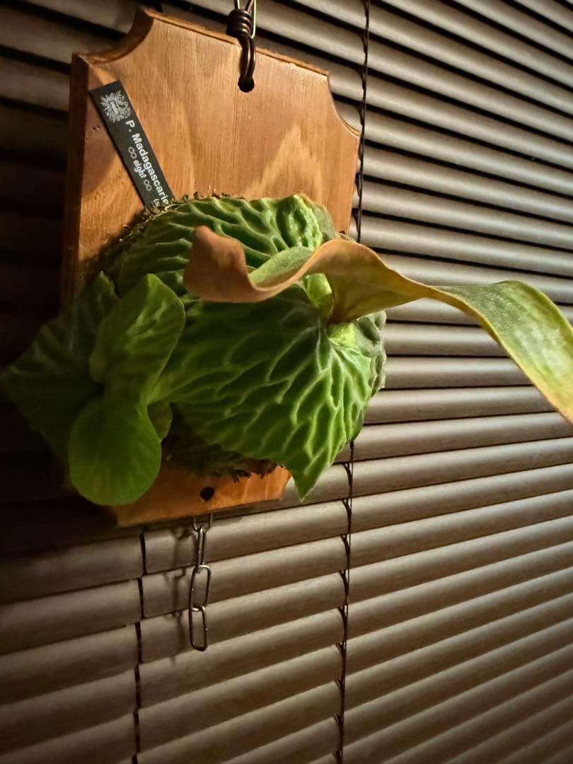 マダガスカリエンセ　子株付き　ビカクシダ