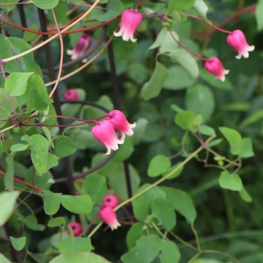 クレマチス　苗　フスカ　バーシーカラー　花苗　宿根草　多年草