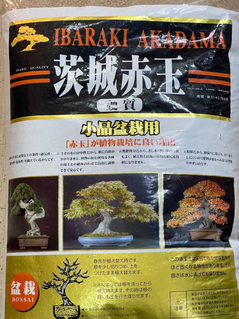 ⭐︎多肉植物⭐︎実生苗セット⭐︎2300円