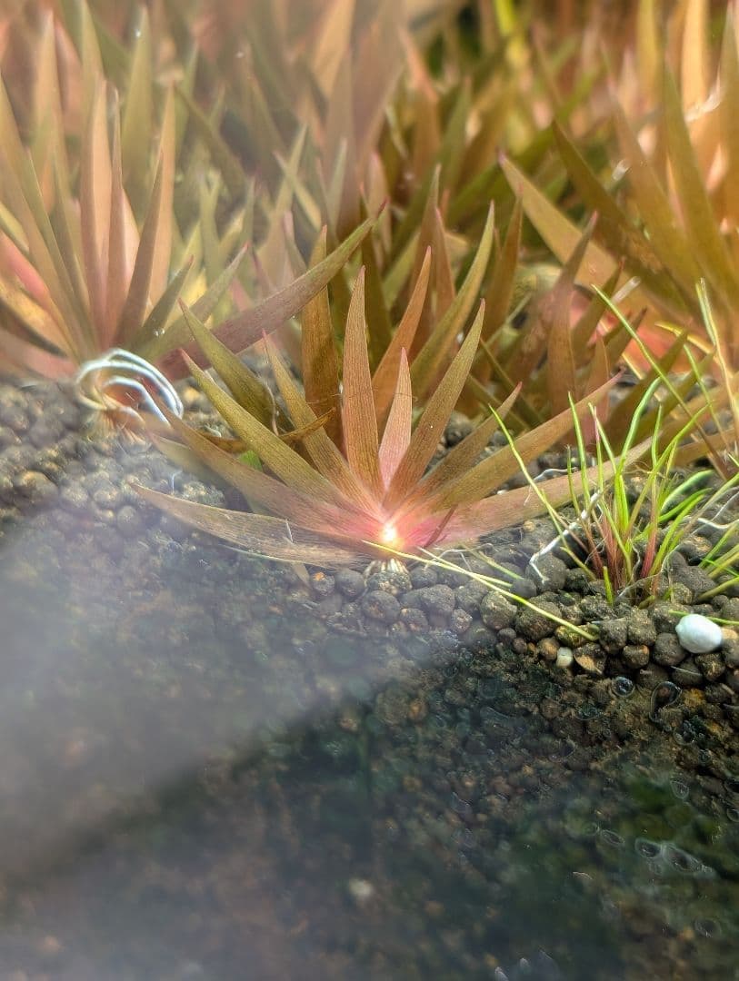 xyris sp red水中葉子株1株　水草　ADA　水槽