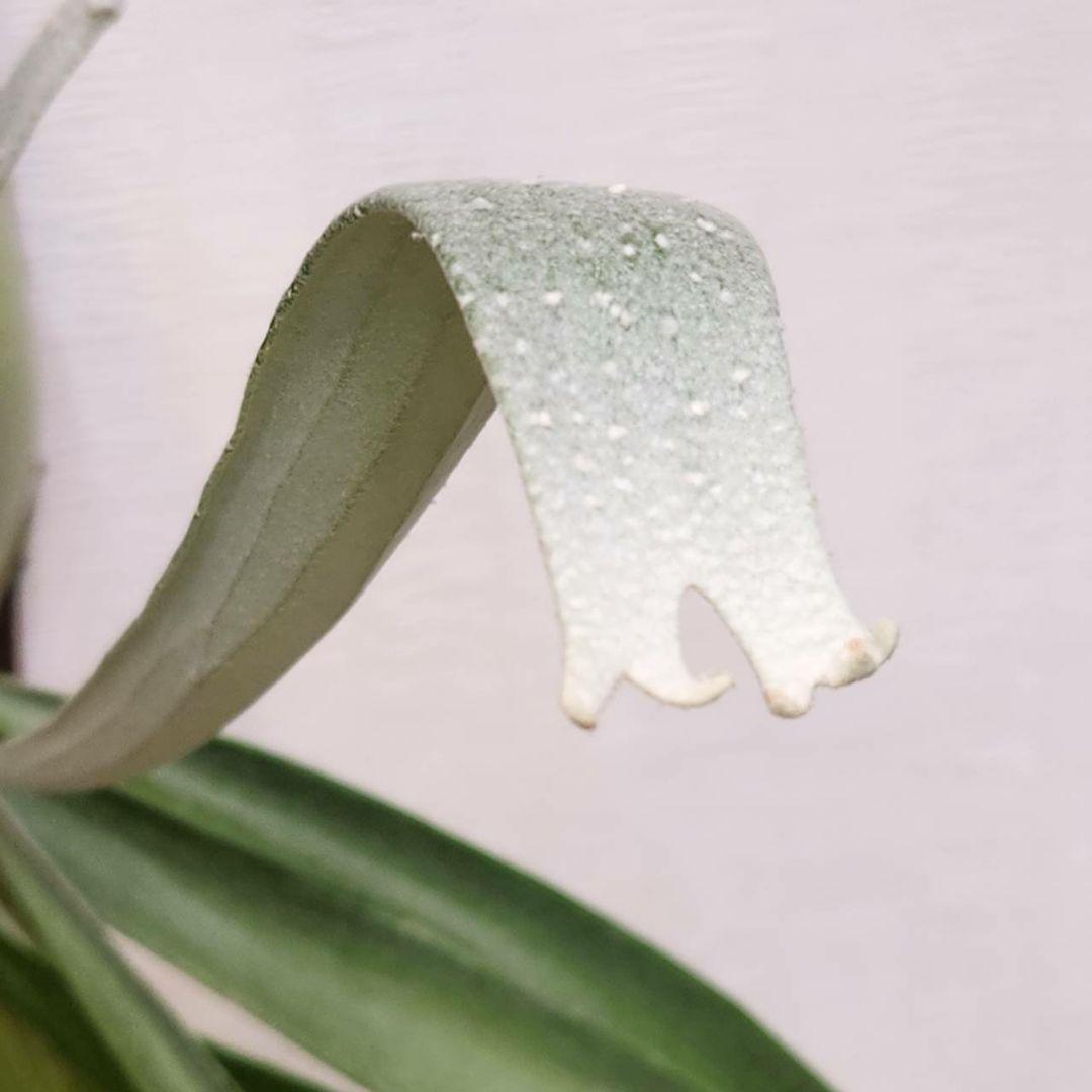 ムーサンキングOC子株　P.Musang King　ビカクシダ　オリジナル