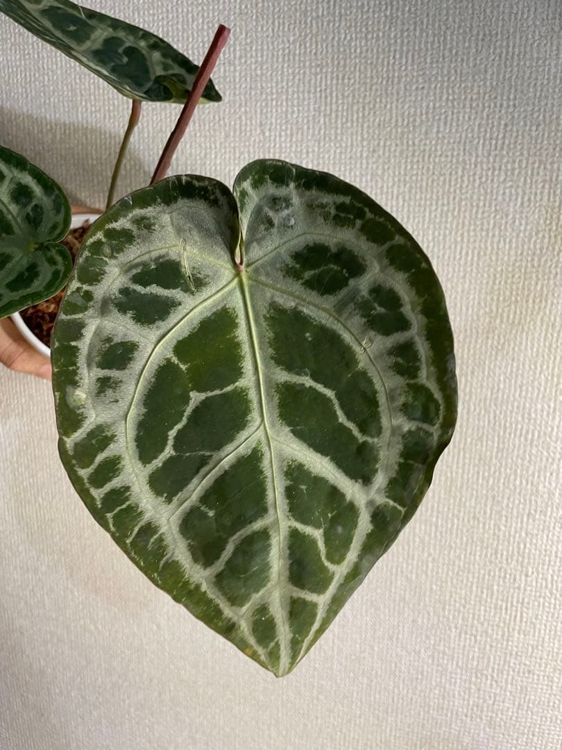 Anthurium SKG Pink Lemonade✖️SKG Silver