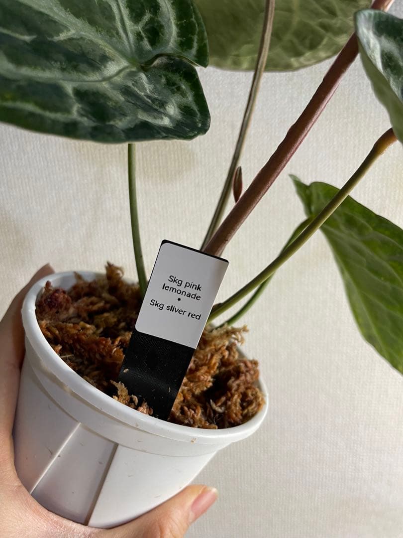 Anthurium SKG Pink Lemonade✖️SKG Silver