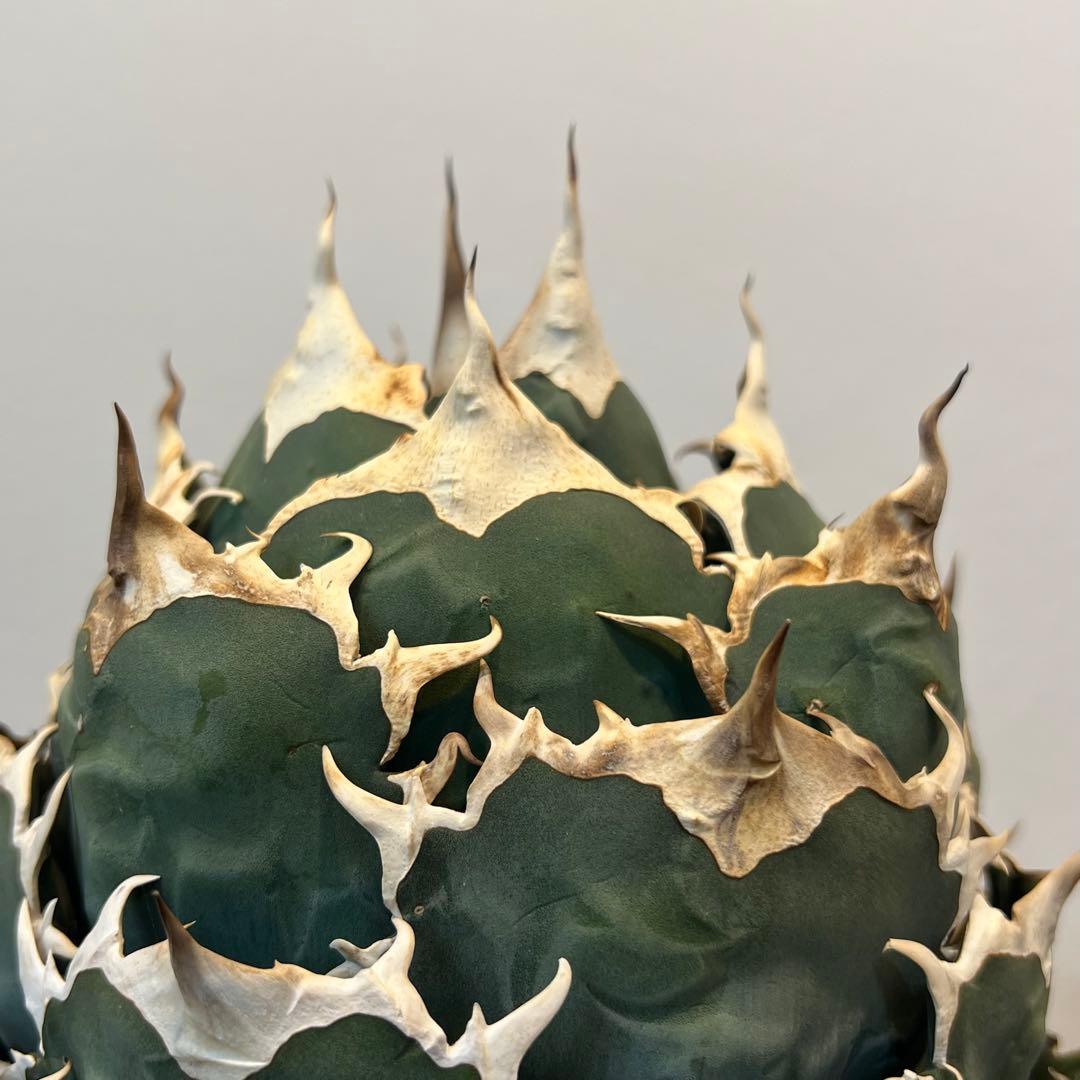【美株】アガベチタノタ ノーネーム メキシコ現地球 発根済 ボール状 多肉 大株