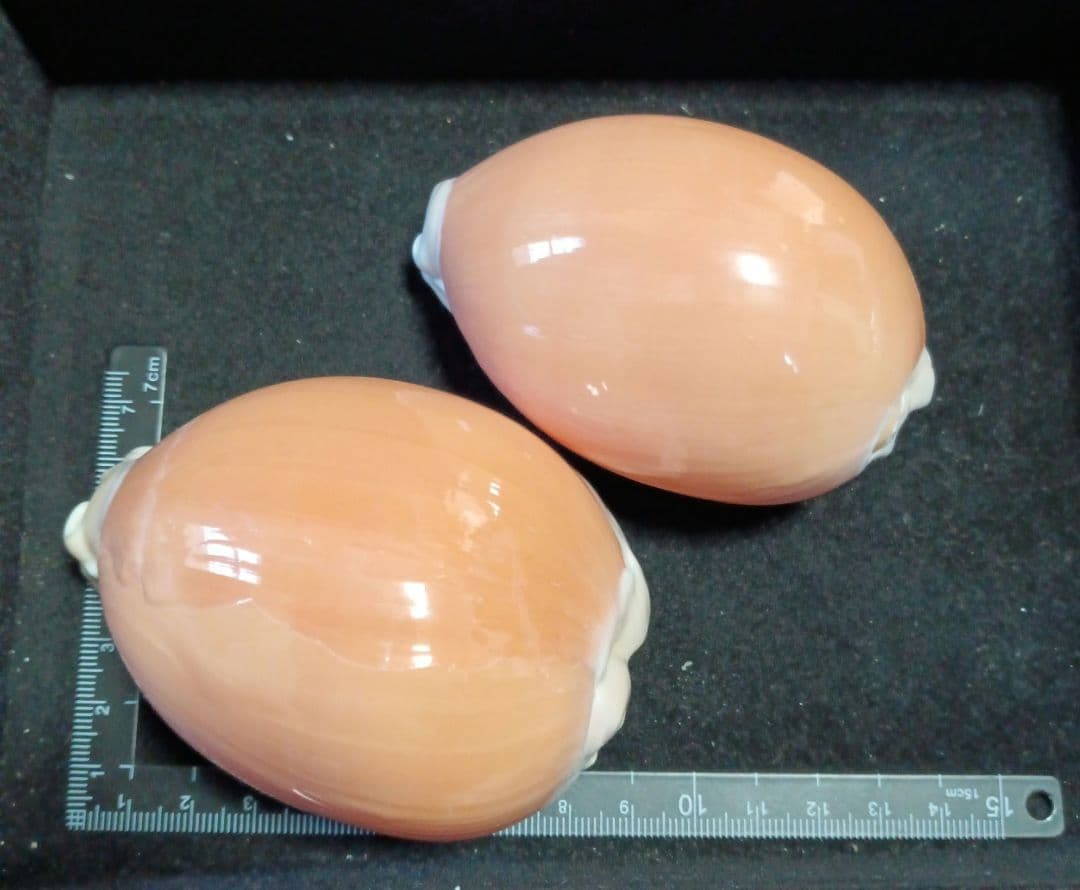 ナンヨウダカラ2個セット