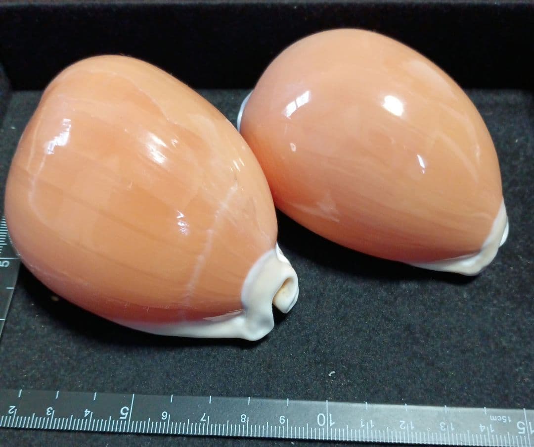 ナンヨウダカラ2個セット