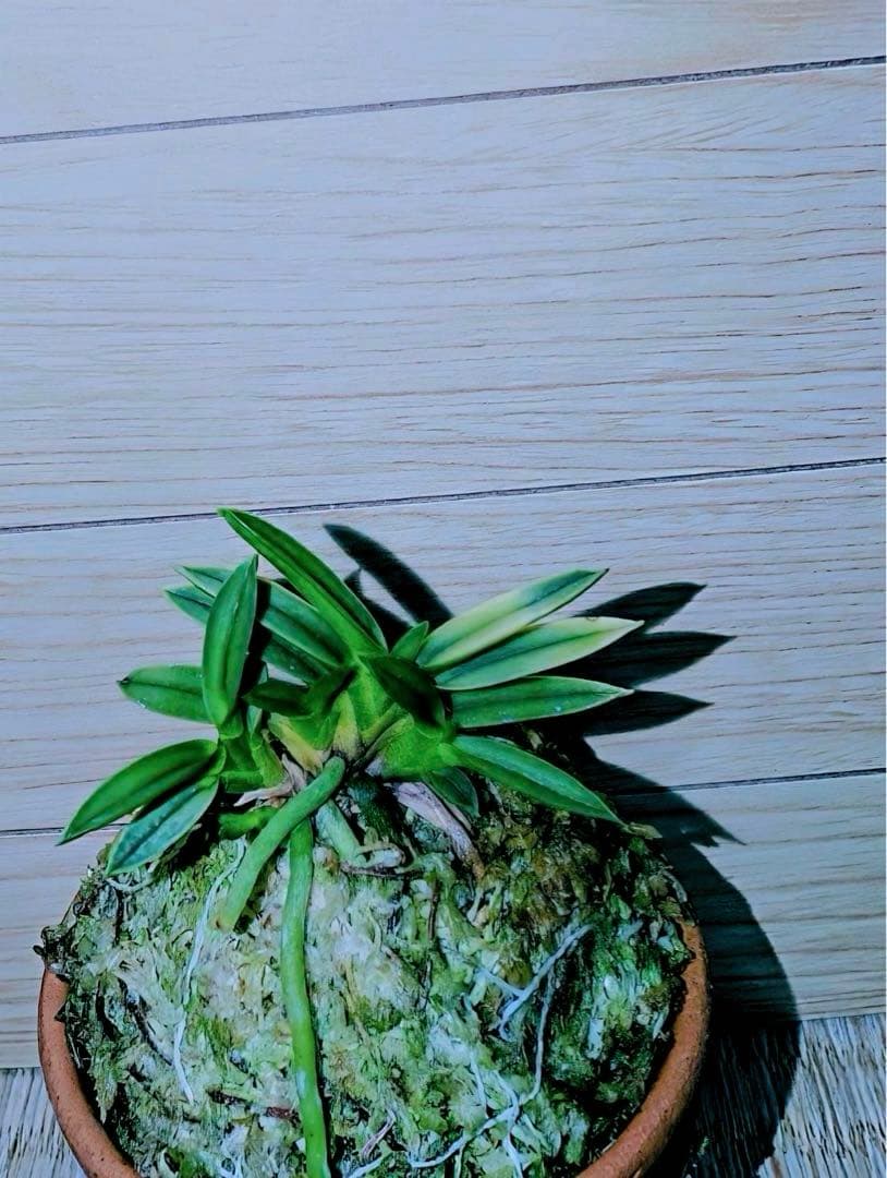 富貴蘭「太閤覆輪（黒真珠覆輪）」本性品芽変わり品