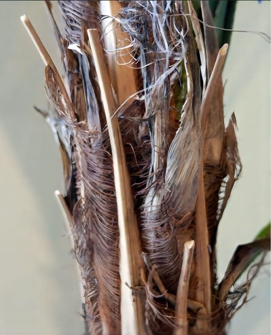 光触媒　人工観葉植物　ウォールグリーン　フェイクグリーン　240cmバンダナス