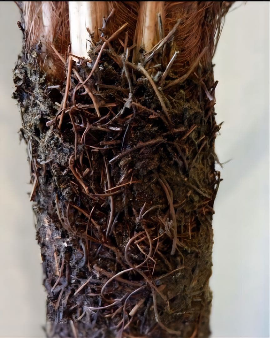 光触媒　人工観葉植物　ウォールグリーン　フェイクグリーン　240cmバンダナス