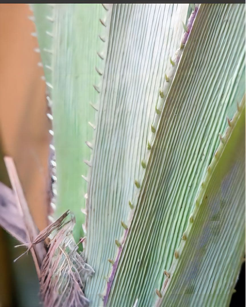 光触媒　人工観葉植物　ウォールグリーン　フェイクグリーン　240cmバンダナス