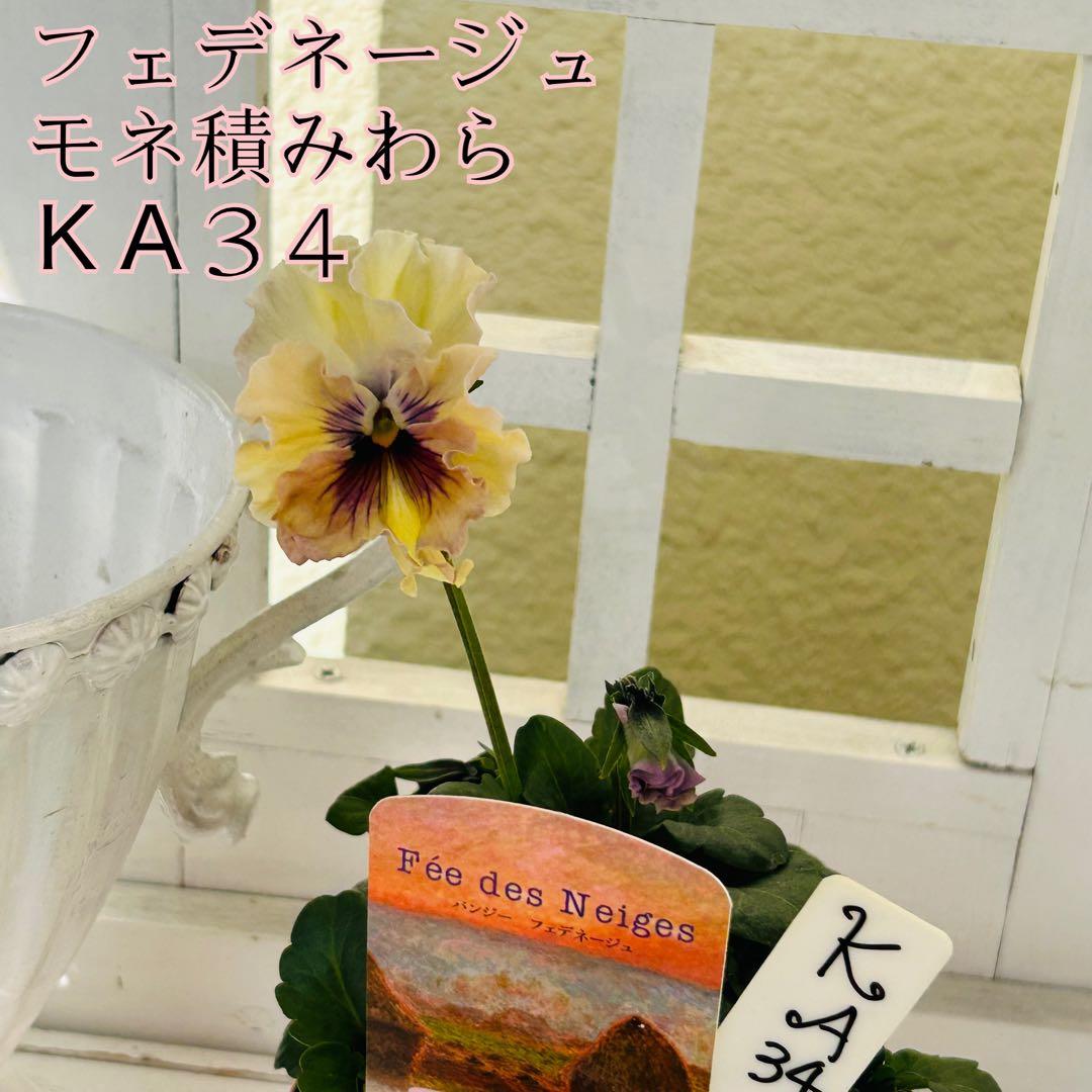 ＫＡ３４♥フェデネージュ モネ積みわら♥人気品種希少♥花苗ポットごと発送♥