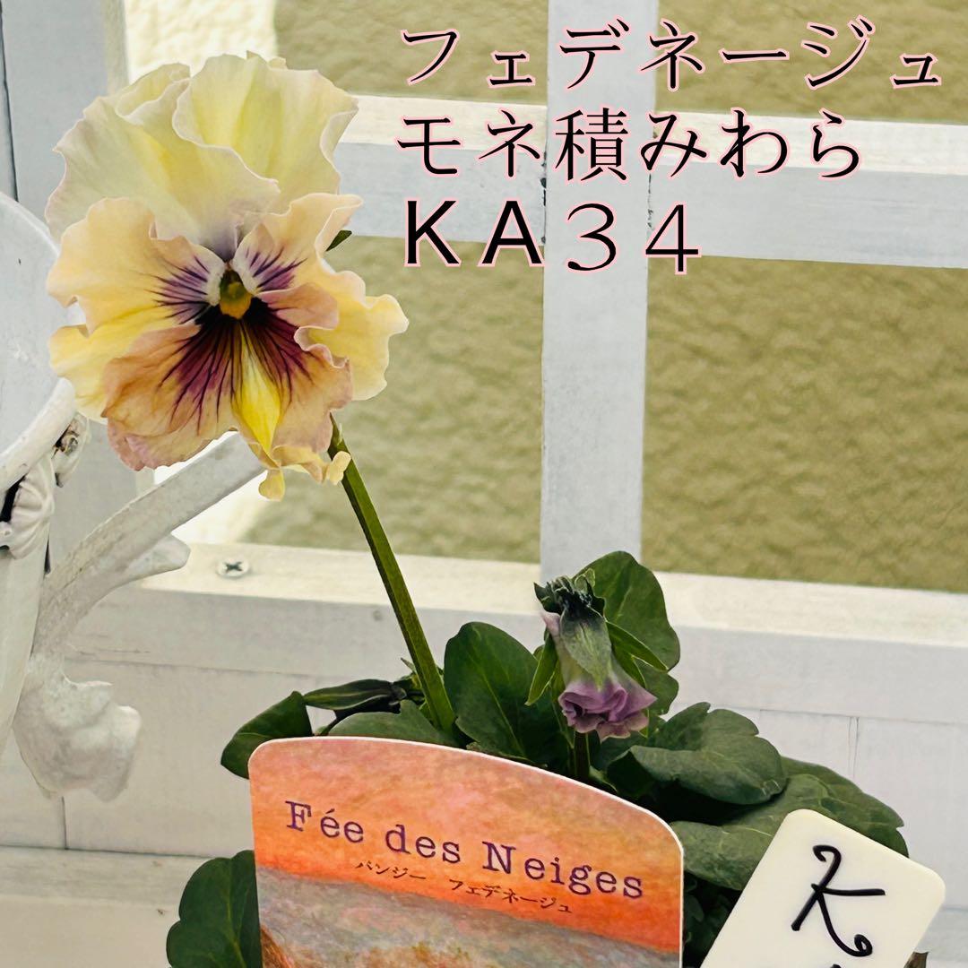 ＫＡ３４♥フェデネージュ モネ積みわら♥人気品種希少♥花苗ポットごと発送♥