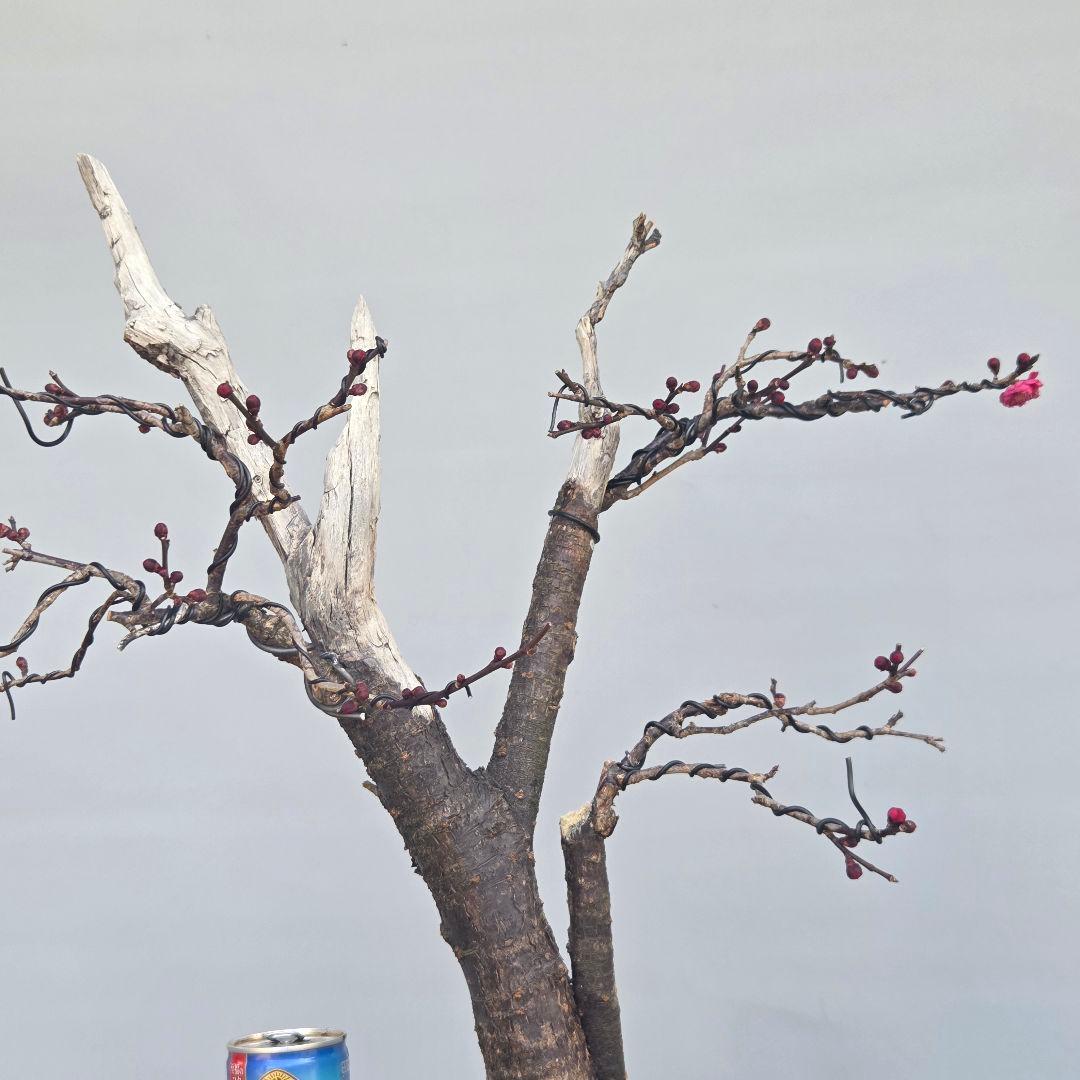 梅(鹿児島紅)　[模様木]　中品盆栽