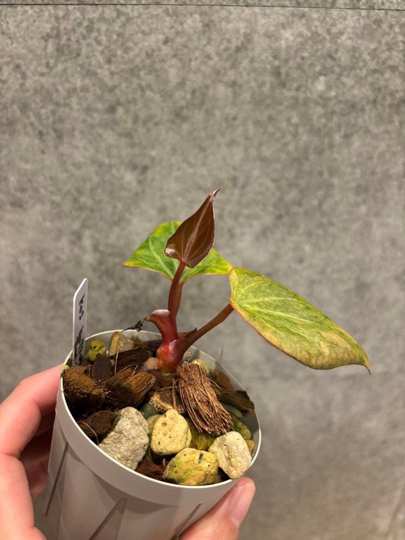【新春セール】Anthurium Kingofspades butterfly