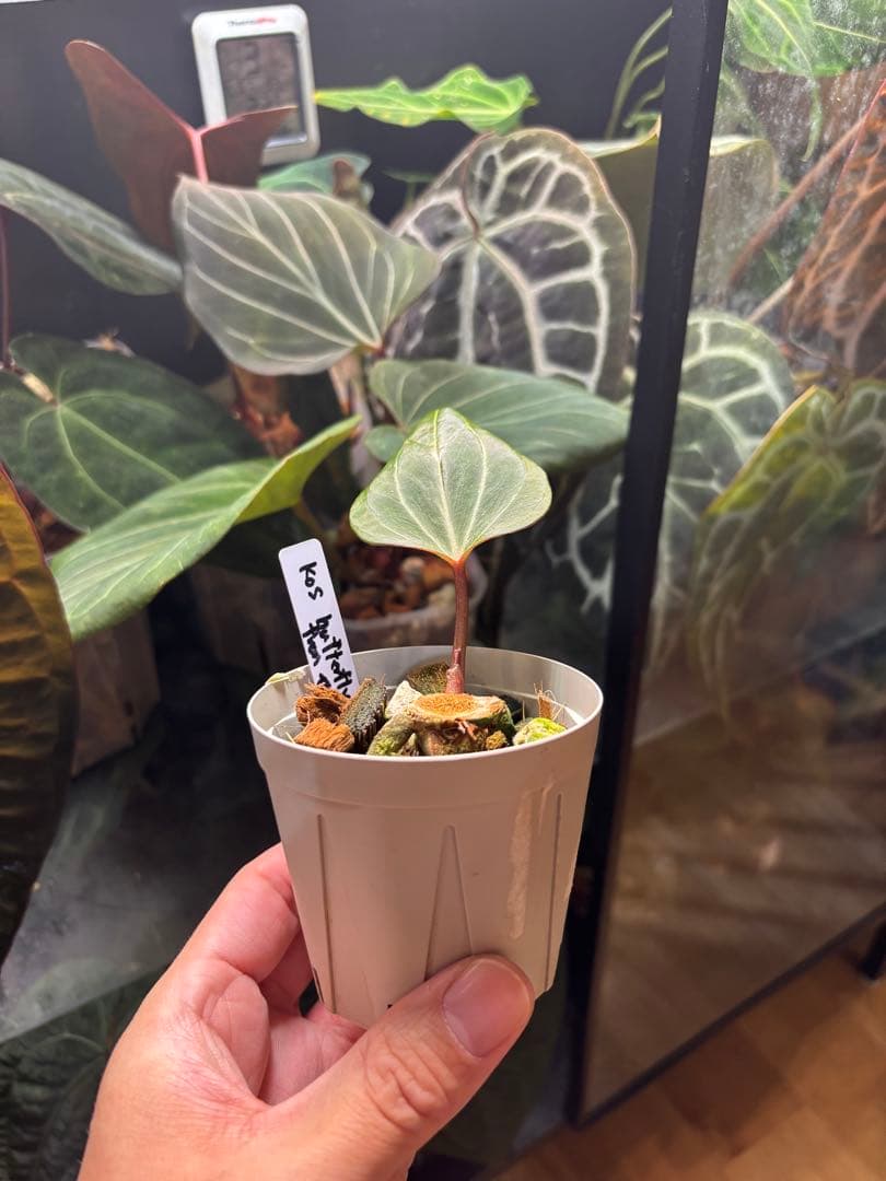 【新春セール】Anthurium Kingofspades butterfly
