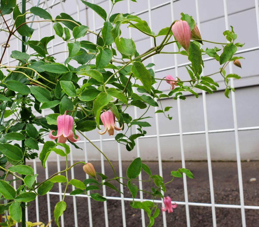 トキ色の君　2番花開花