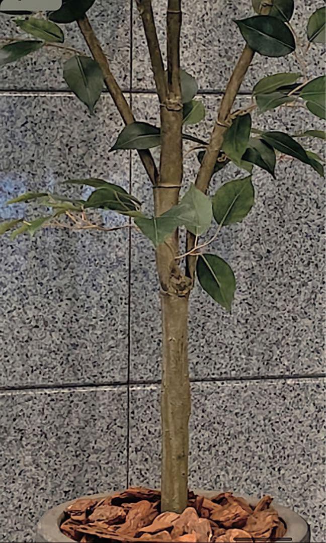 光触媒　人工観葉植物　ウォールグリーン　フェイクグリーン　ベンジャミン160