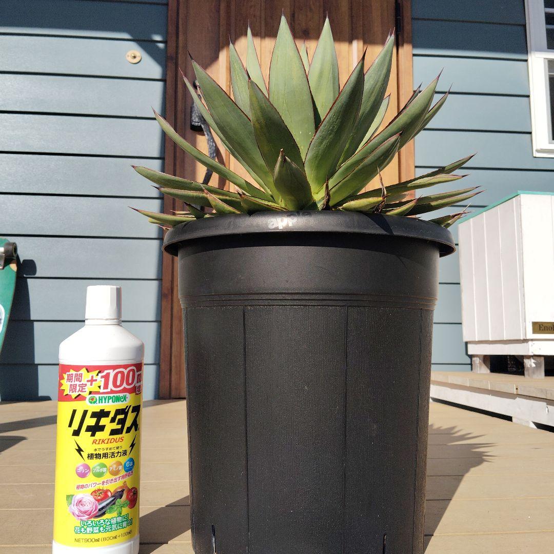 アガベブルーグロー