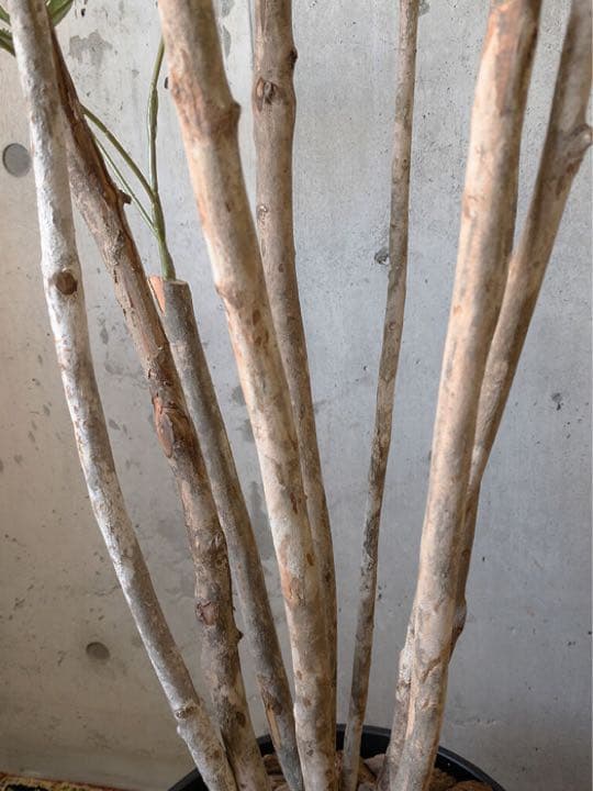 光触媒　人工観葉植物　ウォールグリーン　フェイクグリーン　アラレア@mwd