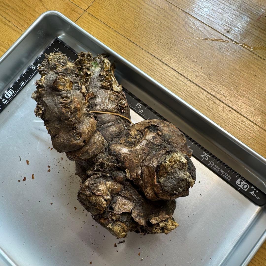 h*i様 ユーフォルビア ムランジーナ 現地球 双頭 葉有り 輸入即出品 12E