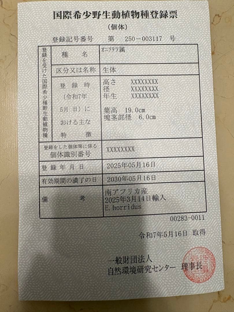 南アフリカ産　国内発芽フラッシュ済　エンセファラルトスホリダス