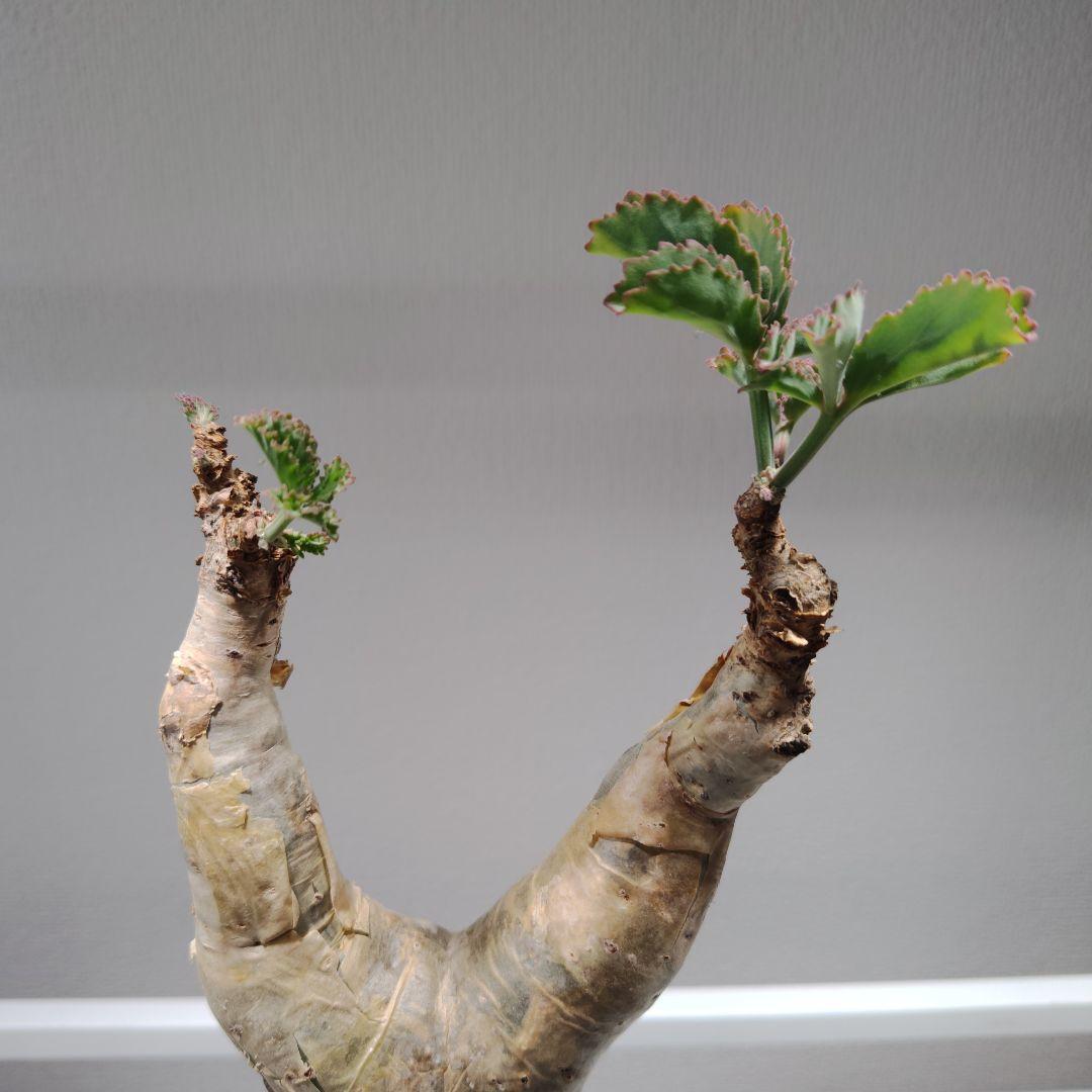 キフォステンマ　ベティフォルメ　ソマリア　塊根植物