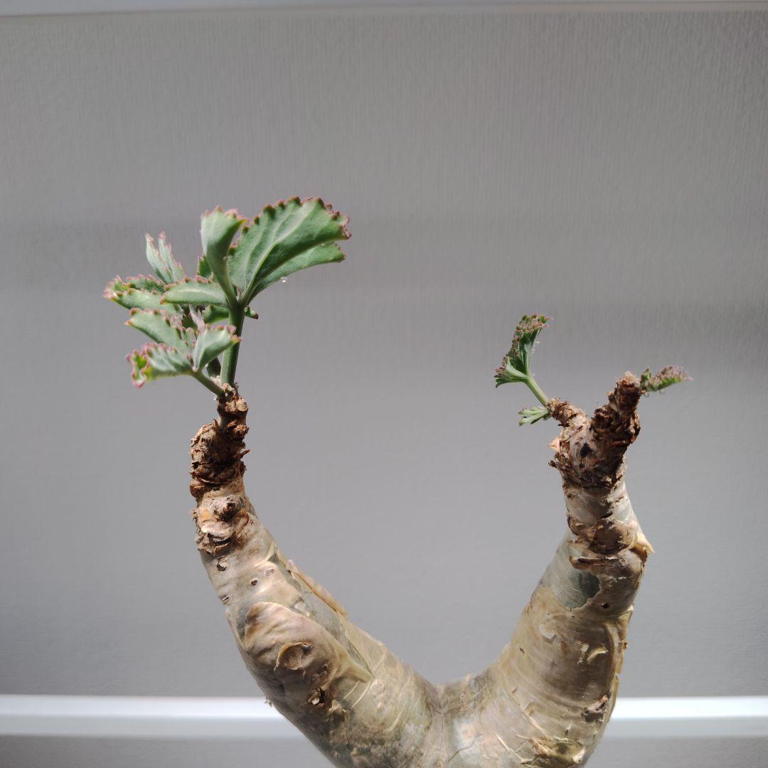 キフォステンマ　ベティフォルメ　ソマリア　塊根植物