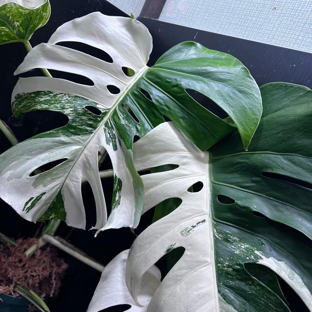 チ*ン様 斑入りモンステラ ホワイトタイガー極美大株70cm白斑多