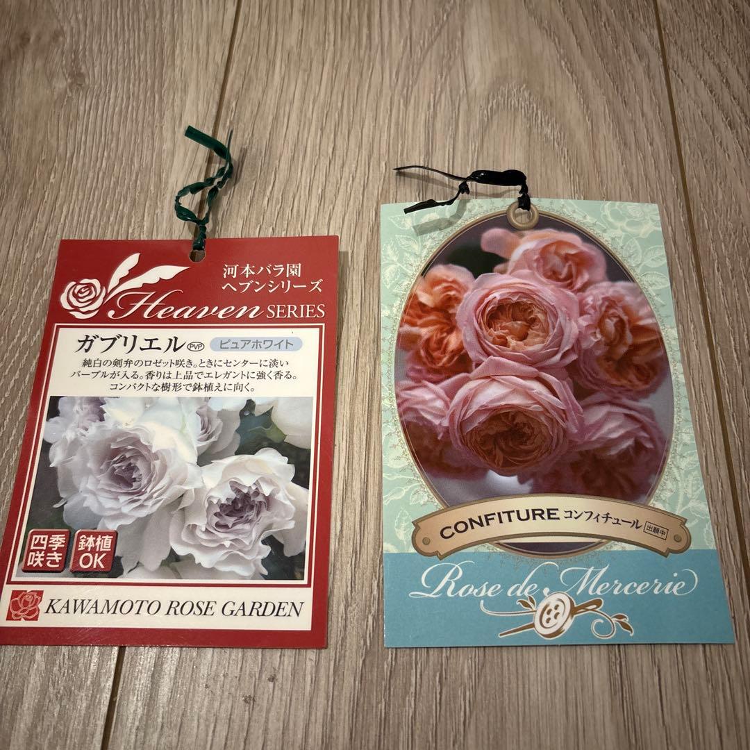 ガブリエル・コンフィチュール 大苗 2苗