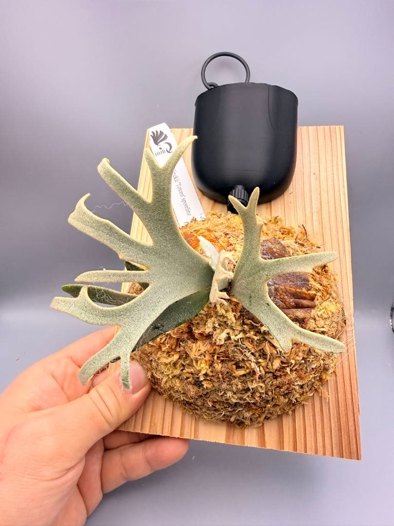 ビカクシダP.willinckii Totoro spore YMDS