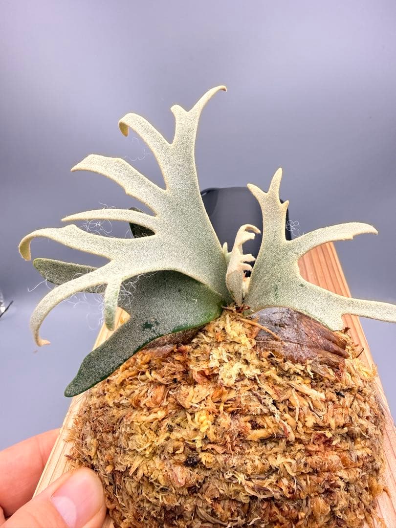 ビカクシダP.willinckii Totoro spore YMDS