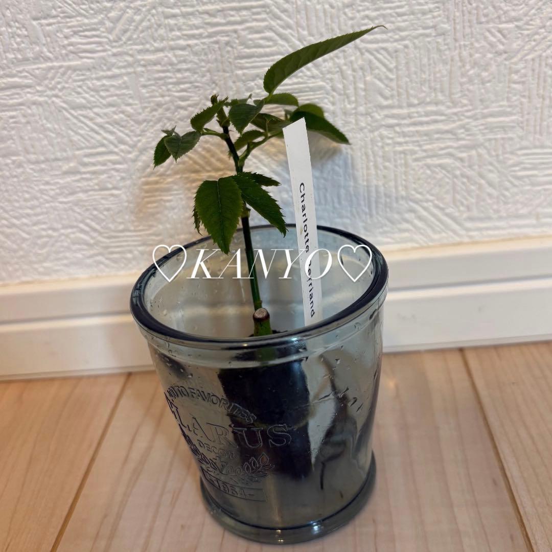 ◆*子様 バラ苗　和バラ　ペリアン　正規品
