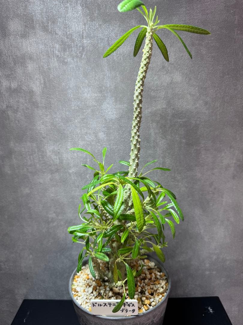 ドルステニア・ギガス・ブラータDorstenia gigas “burata”