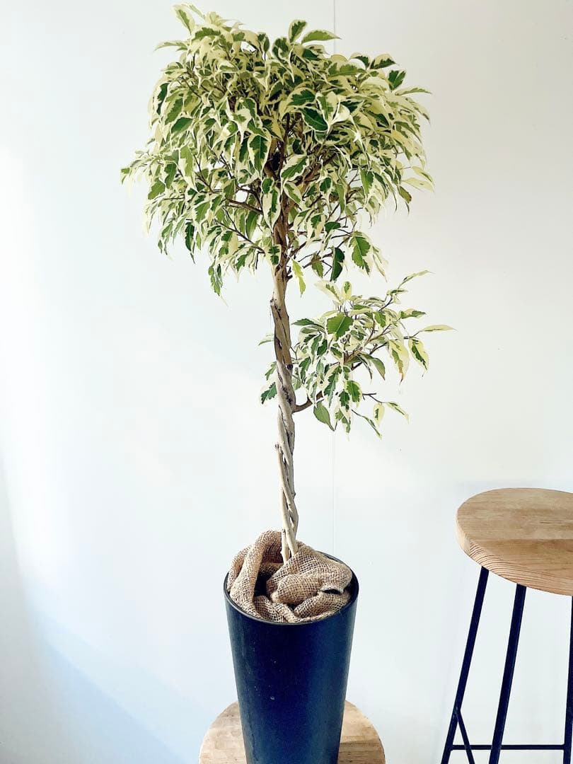 フィカス ベンジャミン スターライト ビューティークイーン✨編み込み✨