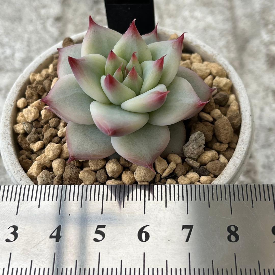 h*i様 多肉植物エケベリア実生苗セット 「ホリコロ×中里リンゼアナ」他4種