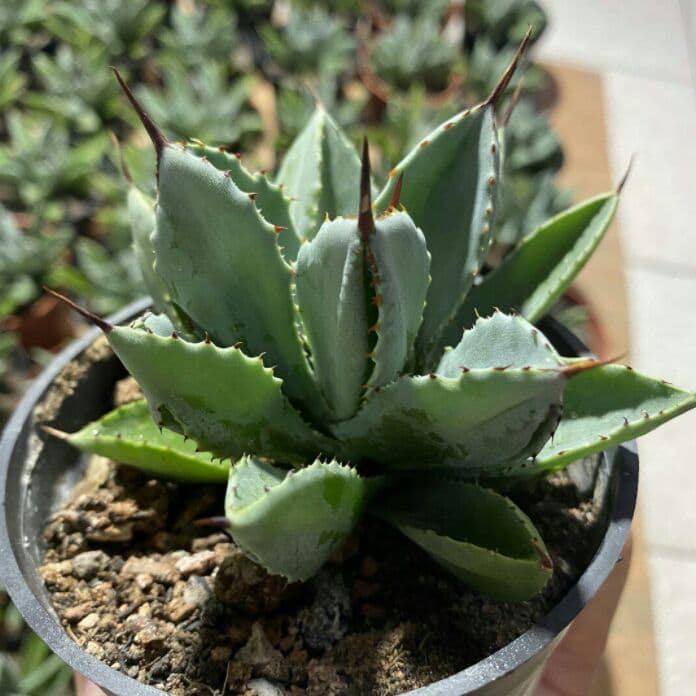 60株 多肉植物 アガベ　ポタトラム　キュービック