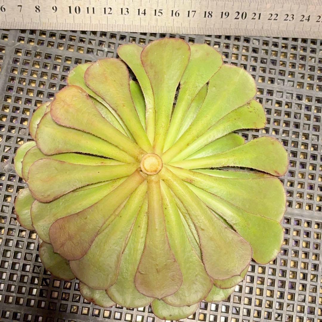 30#多肉植物アエオニウム❤️ガーネット❤️1大頭16cmカット苗