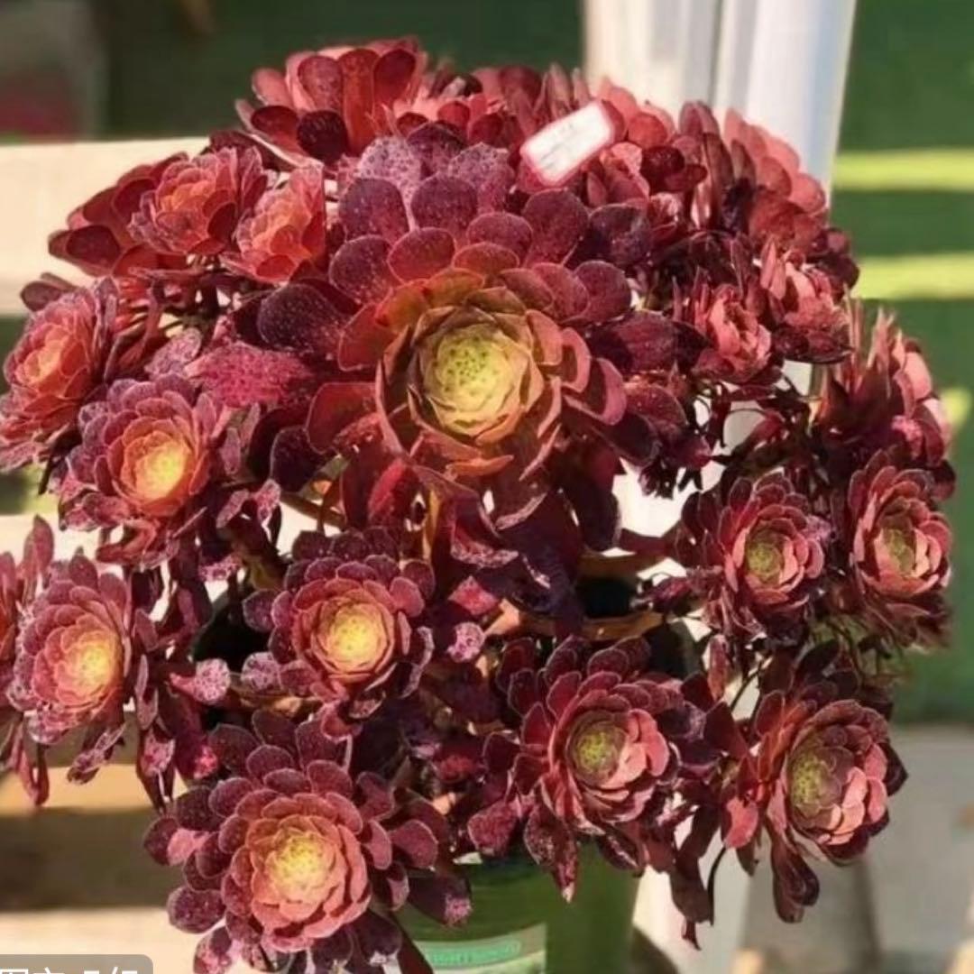 30#多肉植物アエオニウム❤️ガーネット❤️1大頭16cmカット苗