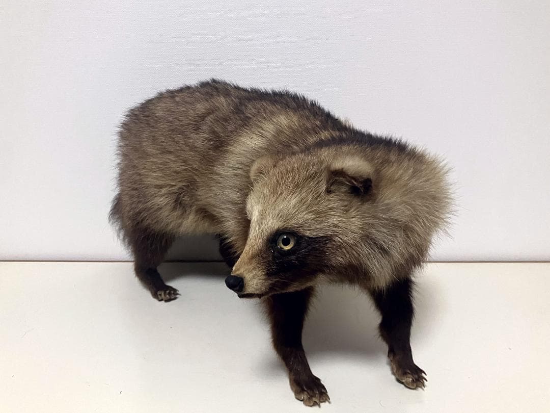 狸の剥製：種の保存法に該当しない動物