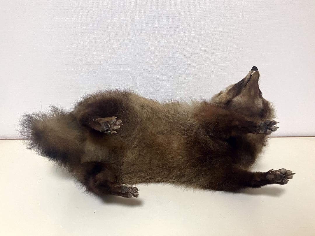 狸の剥製：種の保存法に該当しない動物