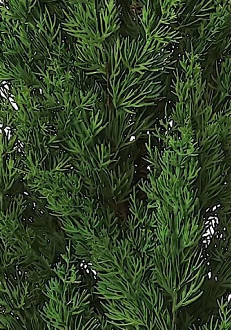 光触媒　人工観葉植物　ウォールグリーン　フェイクグリーン　サイプレスポット150