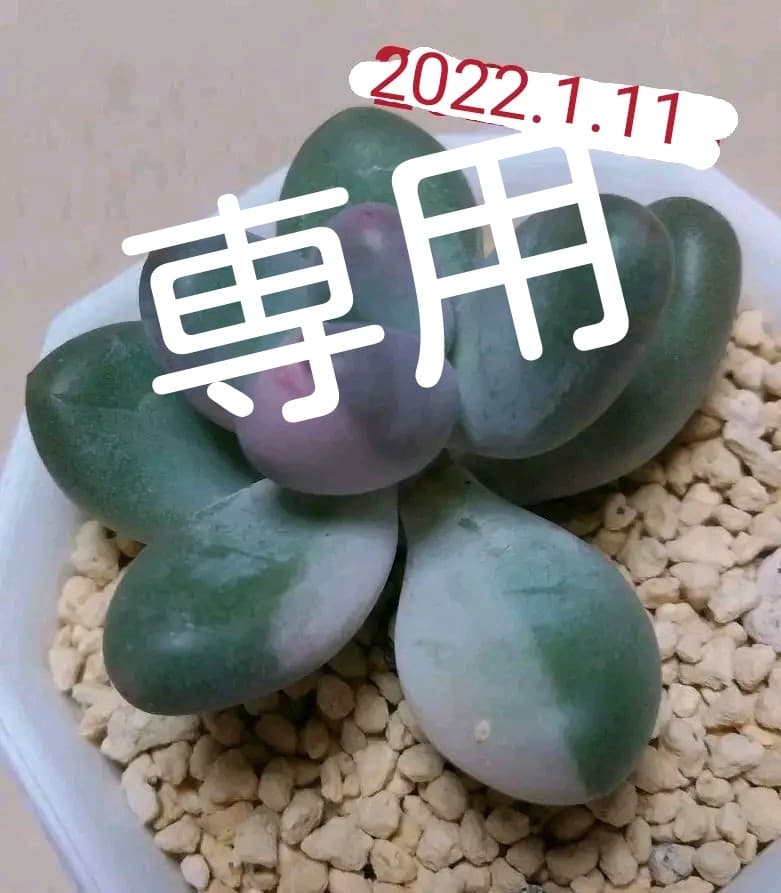 多肉植物　値下げ　紅頬美人錦　抜き苗