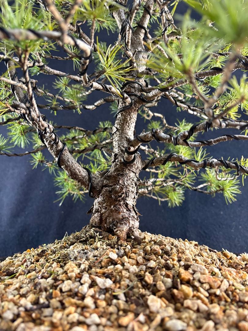 中品盆栽、赤石五葉松、双幹作り 目立った傷や汚れなし