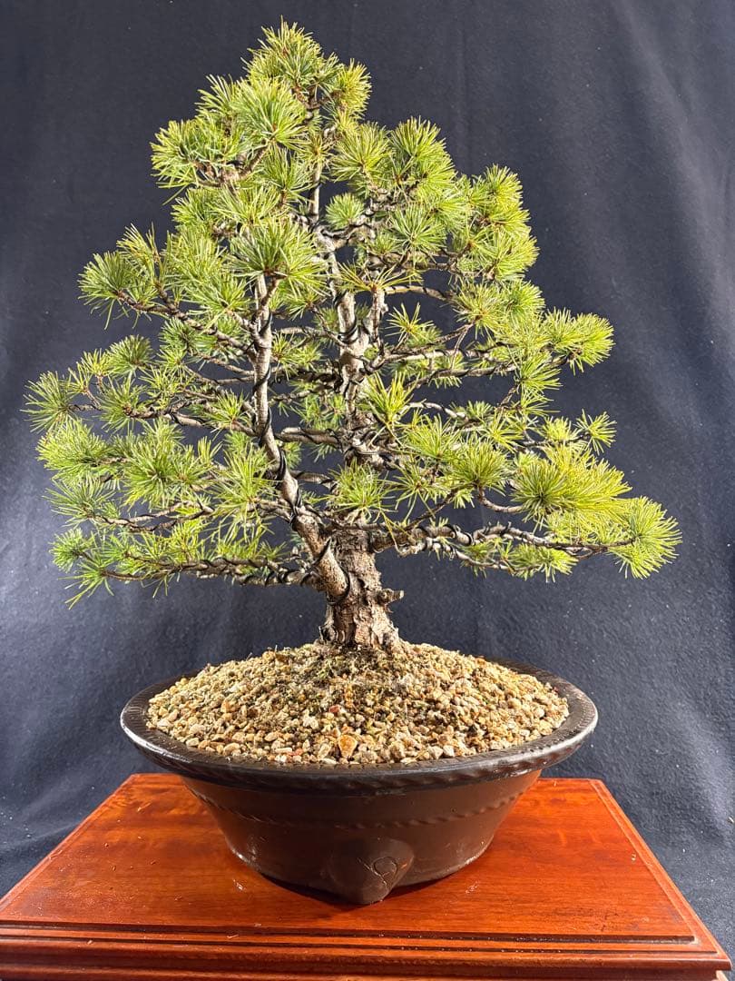 中品盆栽、赤石五葉松、双幹作り 目立った傷や汚れなし
