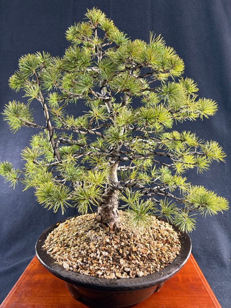 中品盆栽、赤石五葉松、双幹作り 目立った傷や汚れなし