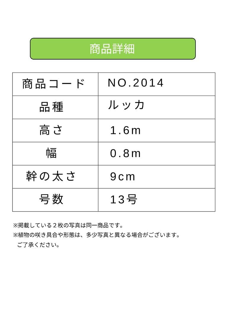 オリーブの木　ルッカ　約160cm　NO.2014　大型　人気品種　現品掲載