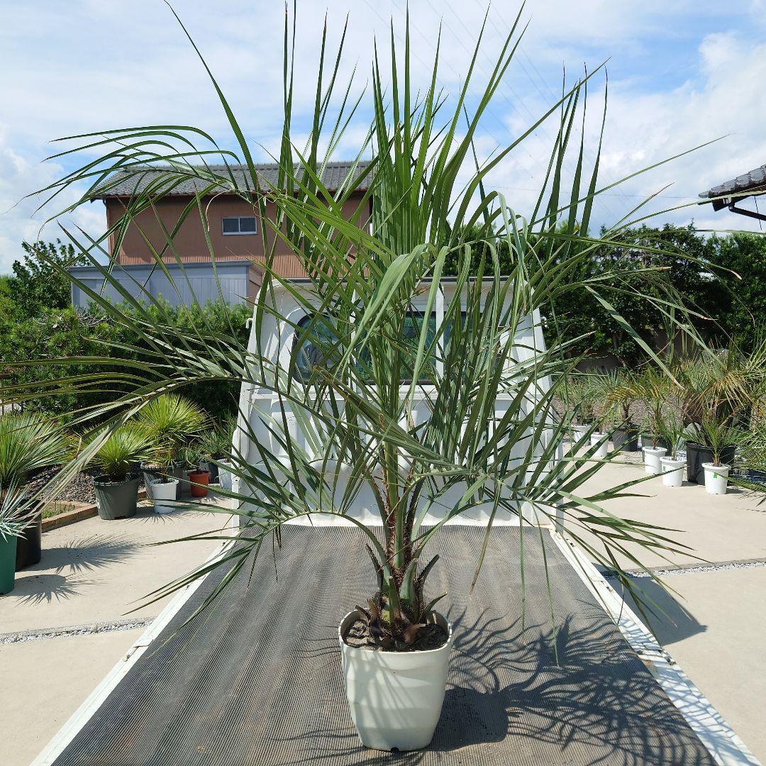 ココスヤシ《H＝約1.55m・8号》177