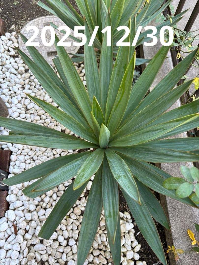①ユッカグロリオサ　抜き苗 6年生